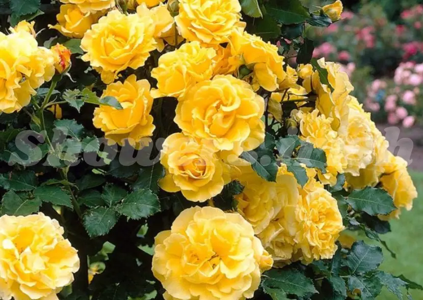 Enhancing Your Garden with Golden Showers Climbing Rose