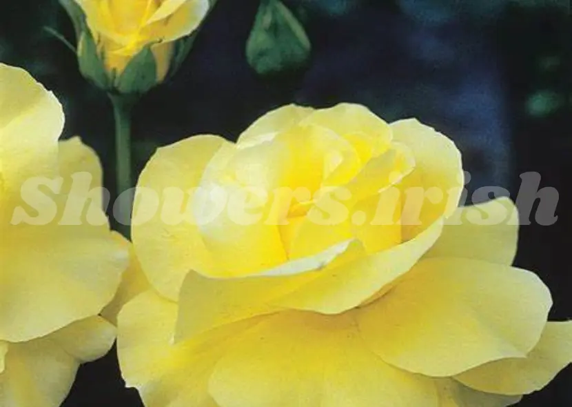 Golden Showers Climbing Rose A Comprehensive Guide to Cultivation and Care