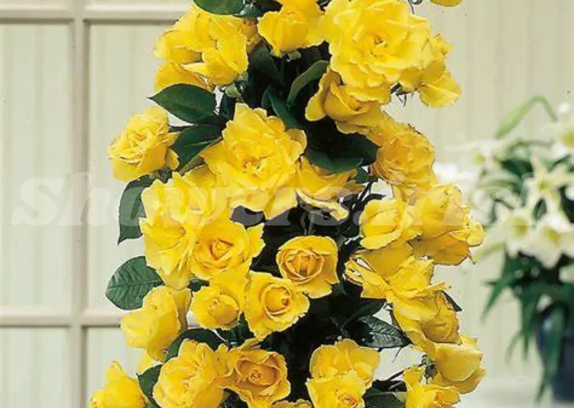 Planting Your Golden Showers Climbing Rose